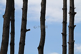 木材,窗口,天空
