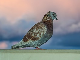 鴿子,鳥,自然
