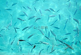海,魚,水