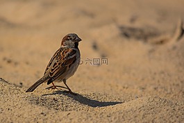 麻雀,自然,野生動物