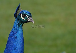 孔雀,鳥,家禽
