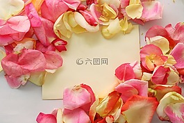 花瓣,鮮花,花園