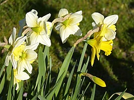 水仙,開花,黃色