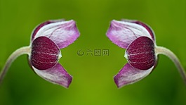 ?？?開(kāi)花,花
