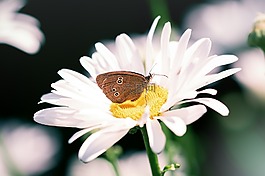 蝴蝶,烟囱扫描,aphantopus hyperantus