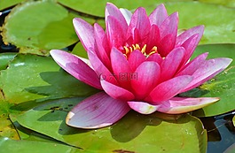 睡蓮,玫瑰,花