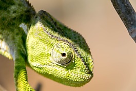 爬行動物,變色龍,蜥蜴