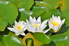 睡蓮,玫瑰,花