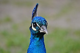 孔雀,鳥,家禽