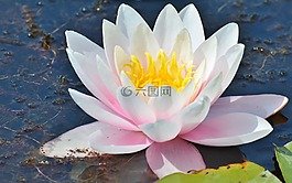 睡蓮,玫瑰,花