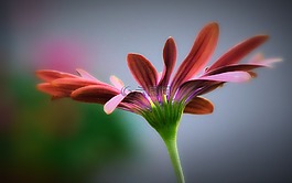 花,粉紅色,藝術(shù)