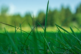草,性質(zhì),綠色
