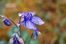 花,雨滴,自然