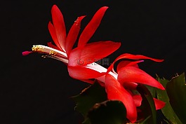 weihnachtskaktus,秋天的仙人掌,schlumbergera