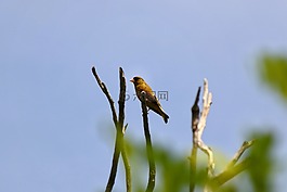 動物,木材,綠色