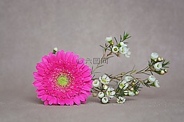 非洲菊,素馨花,開花