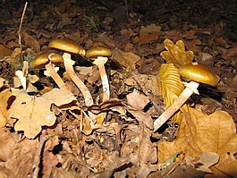 森林,蘑菇,秋季