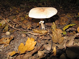 森林,蘑菇,秋季