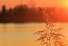 日落,abendrot bullrushes,湖
