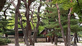 松,树,松树