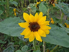 太陽(yáng)花,黃色,夏季