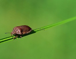 葉的 bug,甲蟲,昆蟲