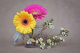 非洲菊,鮮花,粉紅色