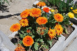 金盏花,鲜花,性质