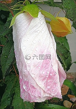 開花,芙蓉花,雨滴