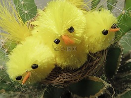 鳥(niǎo)類,鳥(niǎo),禮物
