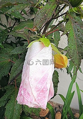 開花,芙蓉花,雨滴