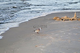 海灘,野生,海鷗