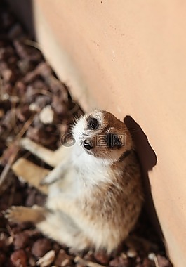 動物,動物世界,異國情調(diào)的動物
