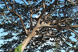 樹(shù),性質(zhì),這棵老樹(shù)