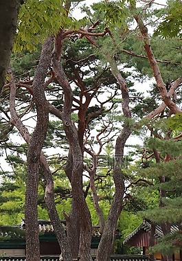 松,樹,松樹