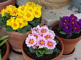 春天,報春花,黃色