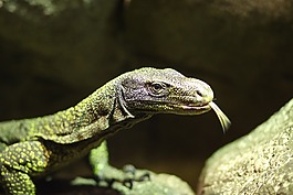 蜥蜴,動(dòng)物,動(dòng)物世界