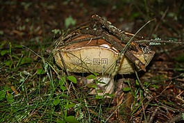 真菌,cep,森林