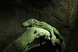 蜥蜴,動(dòng)物,動(dòng)物世界