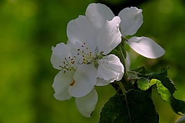 蘋果樹,蘋果花,蘋果