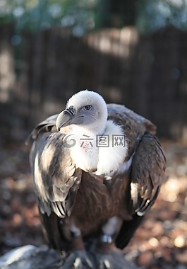 ave,鳥,動物