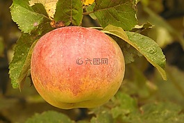 蘋果,蘋果樹,科