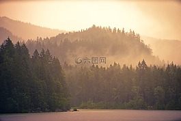 霧,黎明,樹(shù)