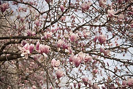 粉红色,花,树