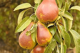 梨子,梨,科