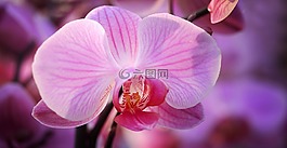 蘭花,花,開花