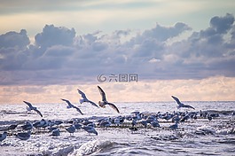 湖,海,海鷗