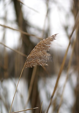 蘆葦,湖,性質(zhì)