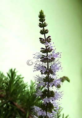 薄荷花,花卉,迷迭香