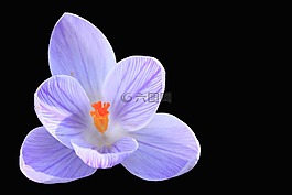 藏紅花,藍色,開花